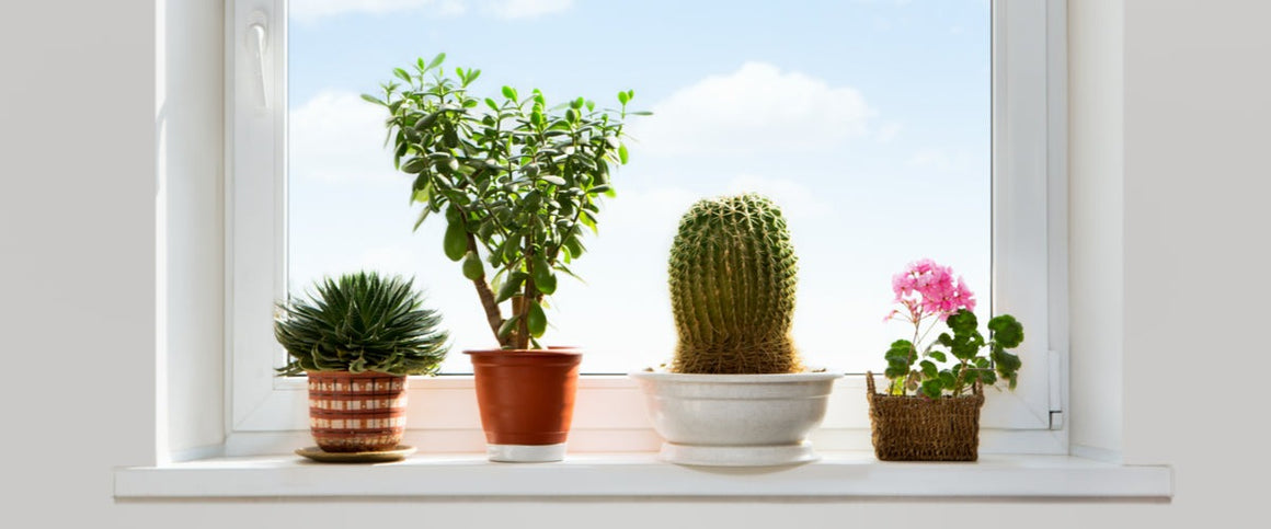 Plantes d'intérieur