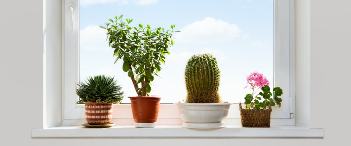 Plantes d'intérieur