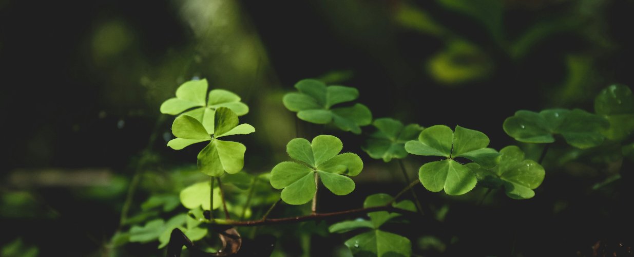 La Saint-Patrick