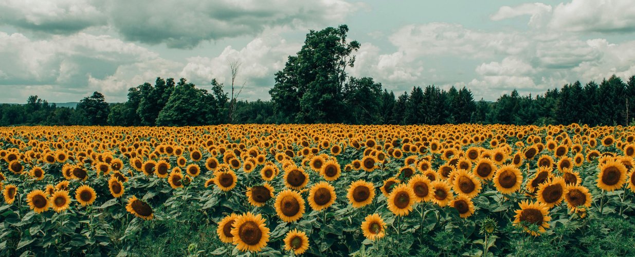 Sunflowers
