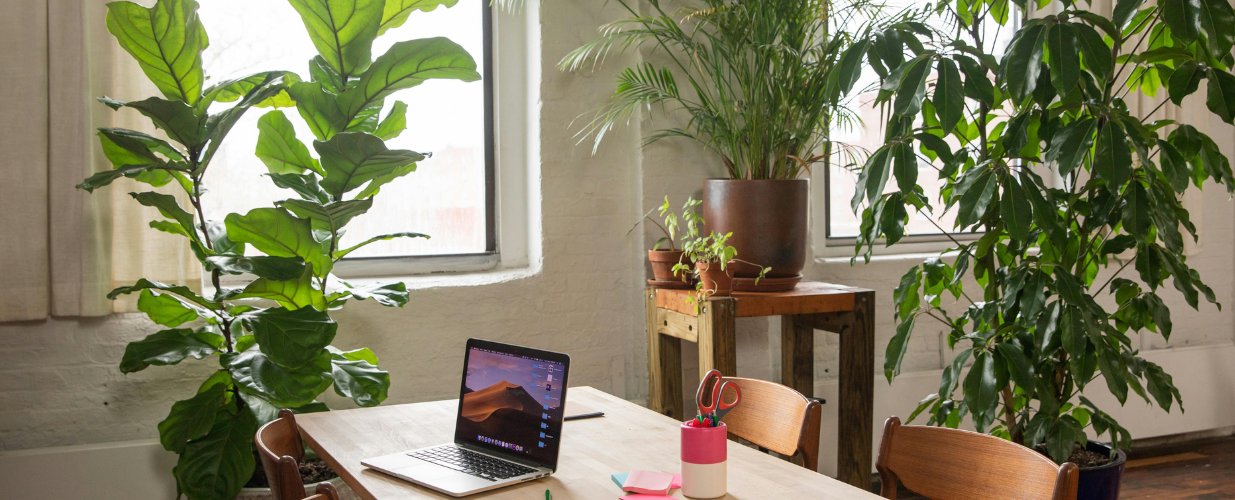 Plantes de bureau