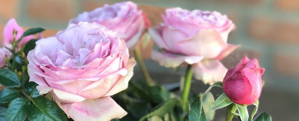 Fleurs toutes saisons