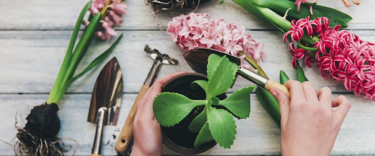 Flowering Plants