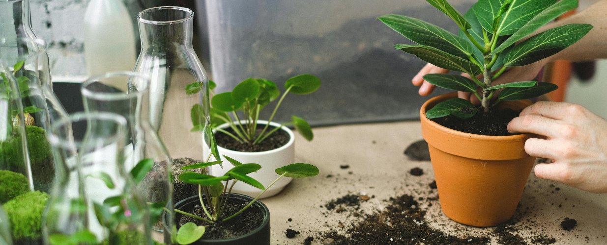 Terrariums