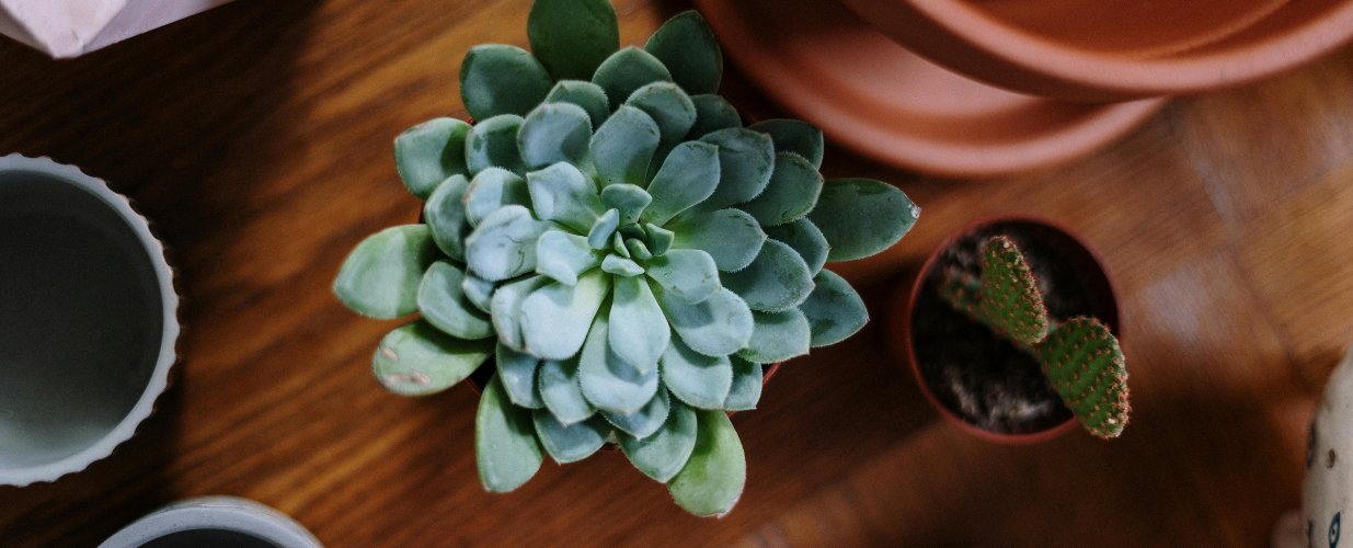 Jardins succulents