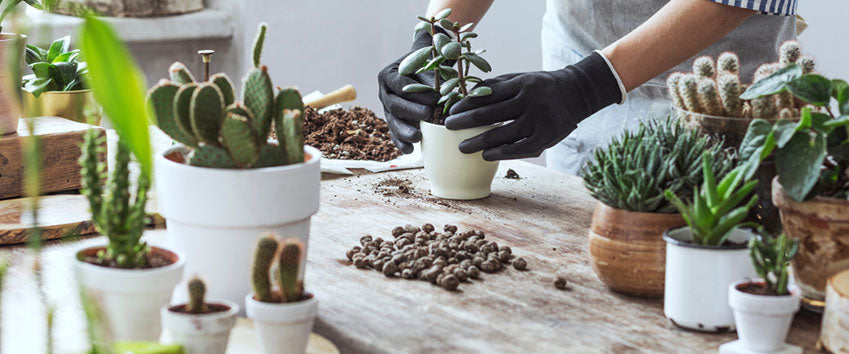 Plantes succulentes et cactus