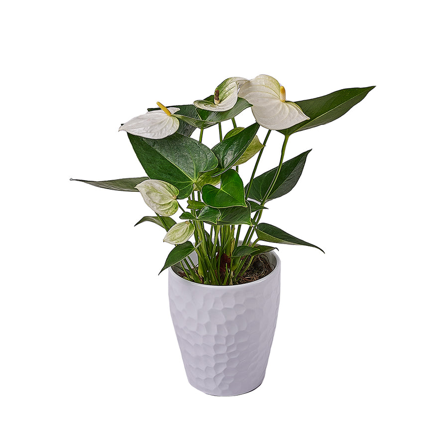 Admiration & Love Anthurium Flower, flower gift, flower, plant gift, plant, Vancouver delivery