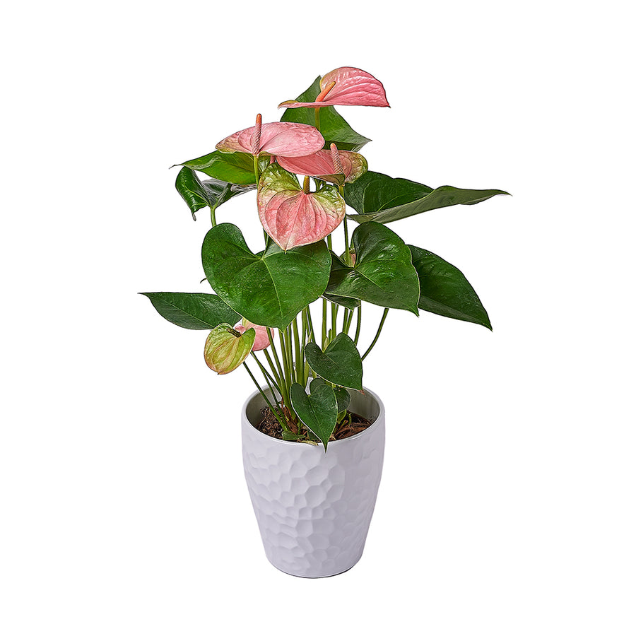 Blush Pink Anthurium Plant, plant gift, plant, flower gift, flower, Vancouver delivery