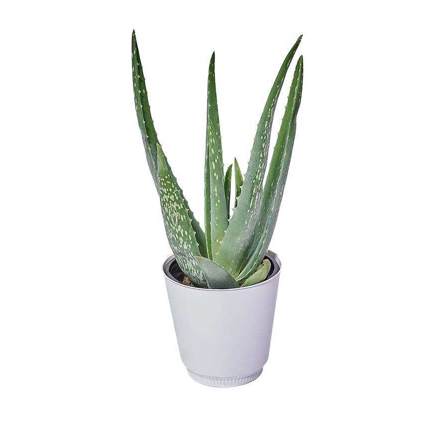 Calm Recollections Aloe Vera Plant, plant gift, plant, aloe vera gift, aloe vera, succulent gift, succulent, Vancouver delivery