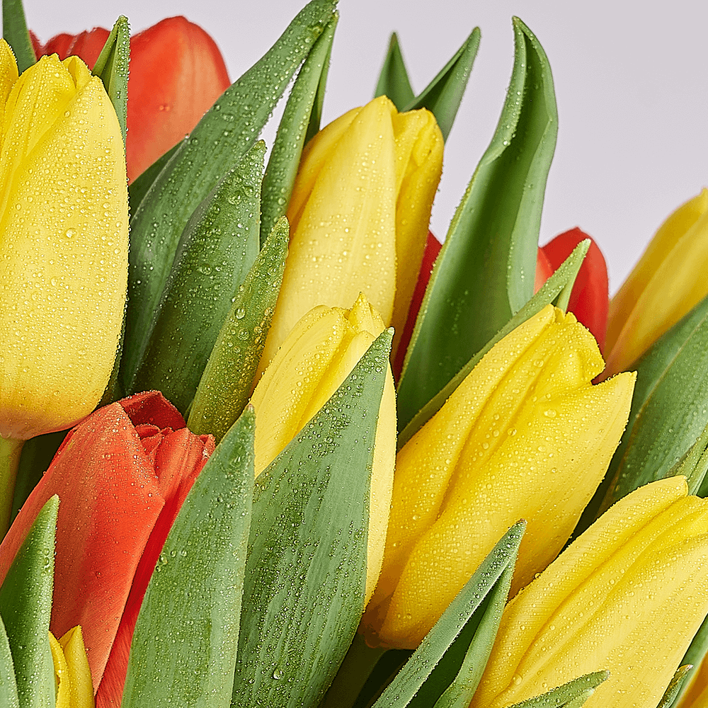 Country Garden Tulip Bouquet, tulip gift, tulips, seasonal flower gift, seasonal flowers, flower gift, flowers, Vancouver delivery