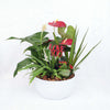 Valentine's Day Potted White Anthurium, Vancouver Delivery
