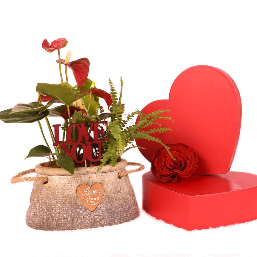 Valentine's Day Romantic Anthurium, Vancouver Delivery