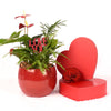 Valentine's Day Ardent Red Anthurium, Vancouver Delivery