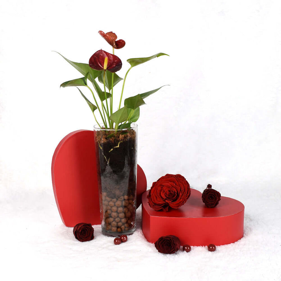 Valentine's Day Statement Red Anthurium,  Vancouver Delivery