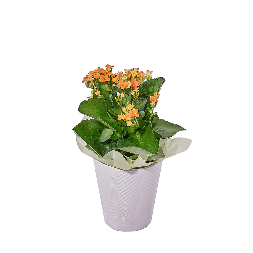 Arrangement succulent en coquille