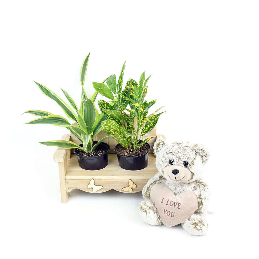 Gardener's chair potted plant arrangement with bear. Same Day Vancouver Delivery