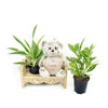 Gardener's chair potted plant arrangement with bear. Same Day Vancouver Delivery