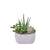 Jardin succulent d’intérieur