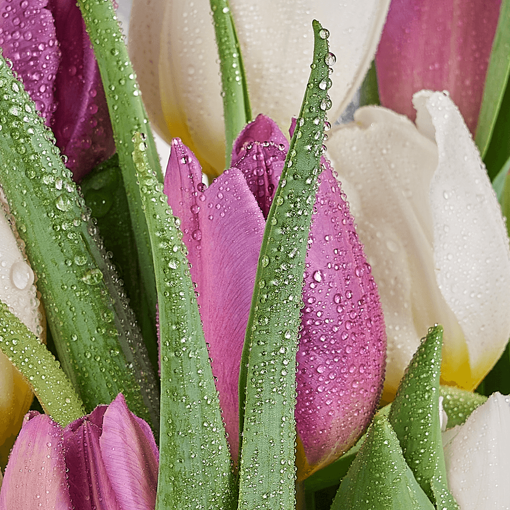 Lilac Dreams Tulip Bouquet, tulip gift, tulip, flower gift, flower, seasonal flower gift, seasonal flower, Vancouver delivery
