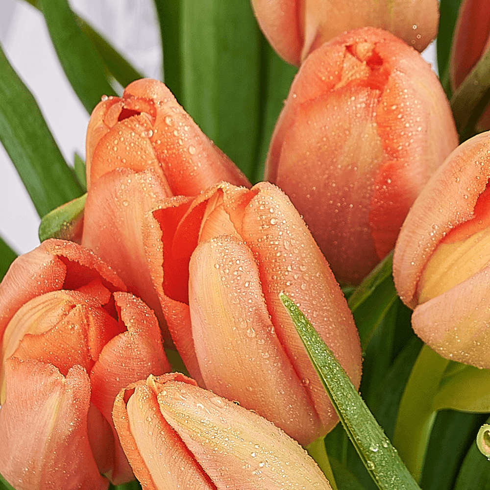 Midsummer Night Tulip Bouquet, tulip gift, tulip, flower gift, flower, seasonal flower gift, seasonal flower, Vancouver delivery