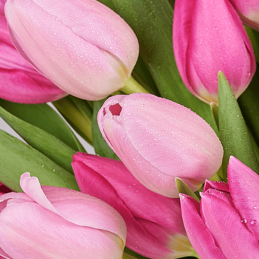 Mother’s Day Assorted Tulip Bouquet & Box, tulip gift, tulip, flower gift, flower, seasonal flower gift, seasonal flower, mothers day gift, mothers day, Vancouver delivery