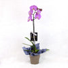 Valentine's Day Pink Orchid, Vancouver Delivery