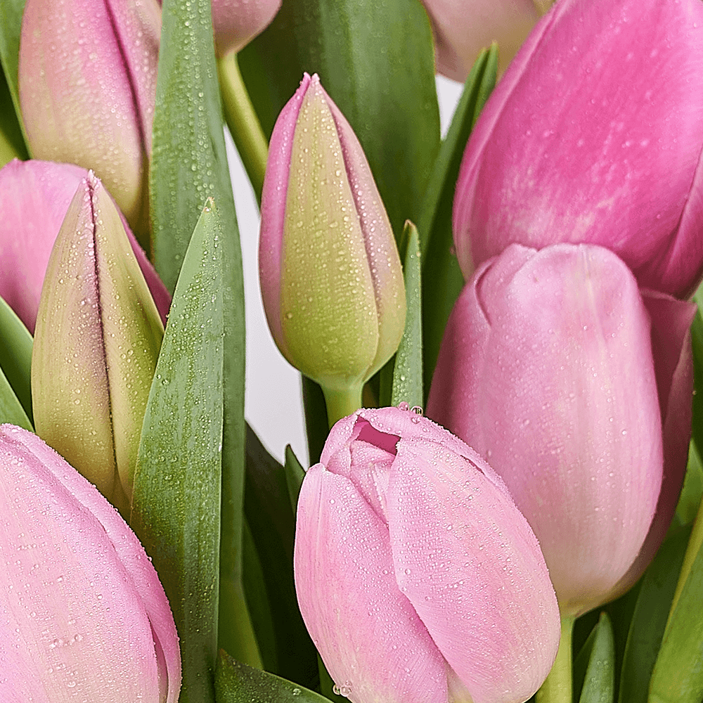 Pink Paradise Tulip Bouquet, tulip gift, tulips, seasonal flower gift, seasonal flowers, flower gift, flowers, Vancouver delivery