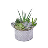 Potted Succulent Garden, plant gift, plant, succulent gift, succulent, Vancouver delivery