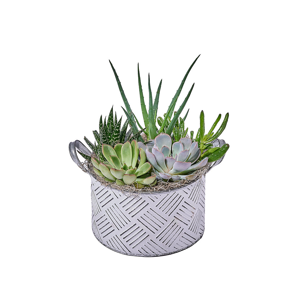 Jardin succulent en pot