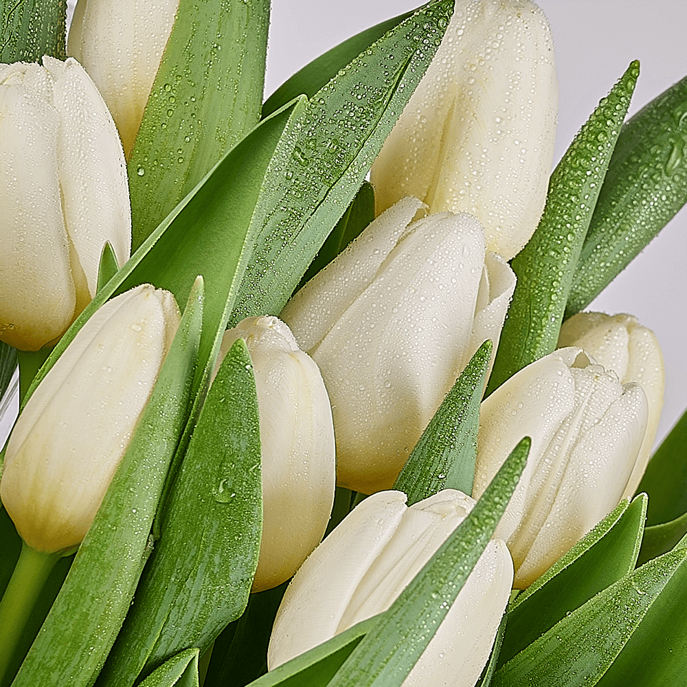 Tulip bouquets Vancouver delivery