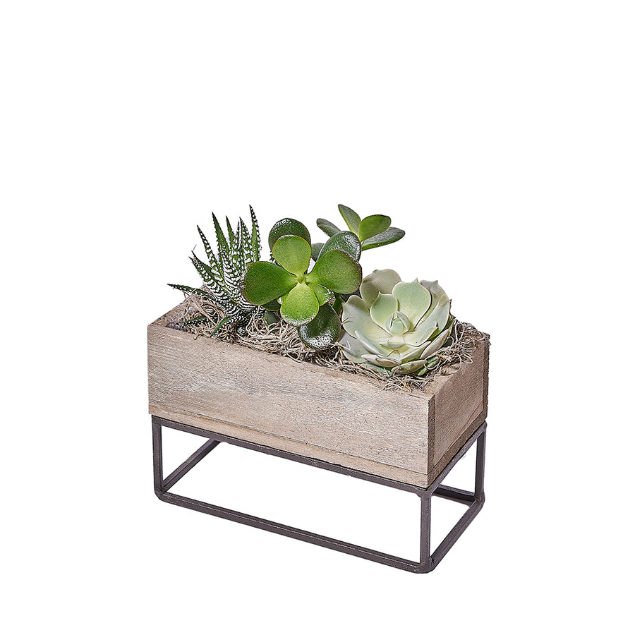 Succulent Garden Planter Box, plant gift, plant, succulent gift, succulent, Vancouver delivery