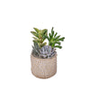 Succulent Textured Garden, plant gift, plant, succulent gift, succulent, Vancouver delivery