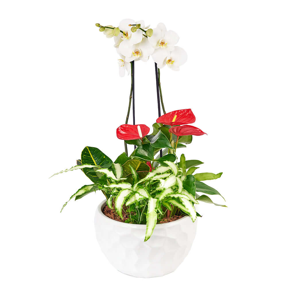 Tropical Orchid Arrangement, Orchid and Anthurium Potted Arrangement from Vancouver Blooms - Same Day Vancouver Delivery.