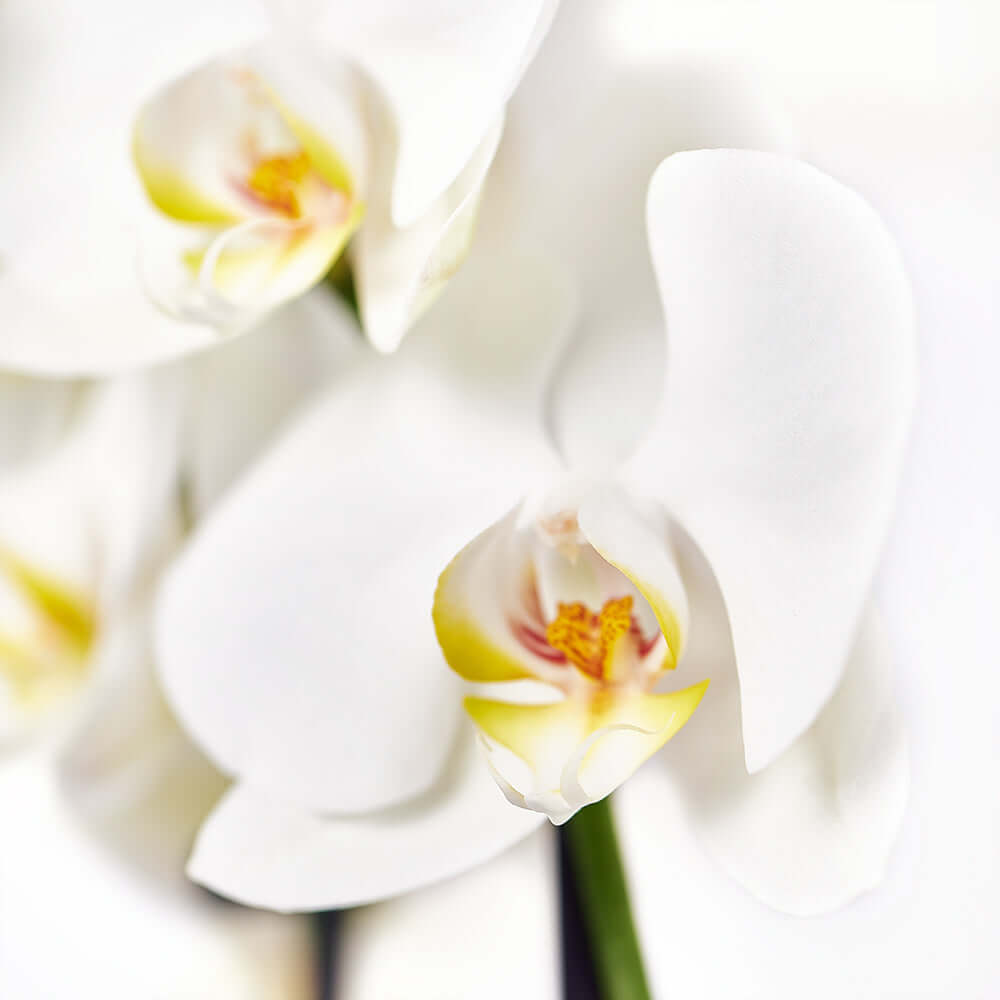 Tropical Orchid Arrangement, Orchid and Anthurium Potted Arrangement from Vancouver Blooms - Same Day Vancouver Delivery.