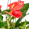 Tropical Orchid Arrangement, Orchid and Anthurium Potted Arrangement from Vancouver Blooms - Same Day Vancouver Delivery.