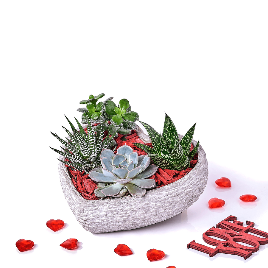 Trio de succulentes cœurs pour la Saint-Valentin