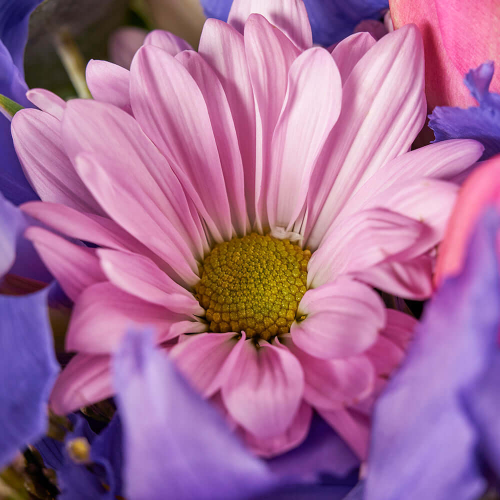 Violet Fantasy Mixed Iris Bouquet, Flower Gifts from Vancouver Blooms - Same Day Vancouver Delivery.