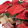 Winter Dreams Poinsettia Arrangement, Mixed Floral Arrangement, Holiday Flower Gifts from Vancouver Blooms - Same Day Vancouver Delivery.