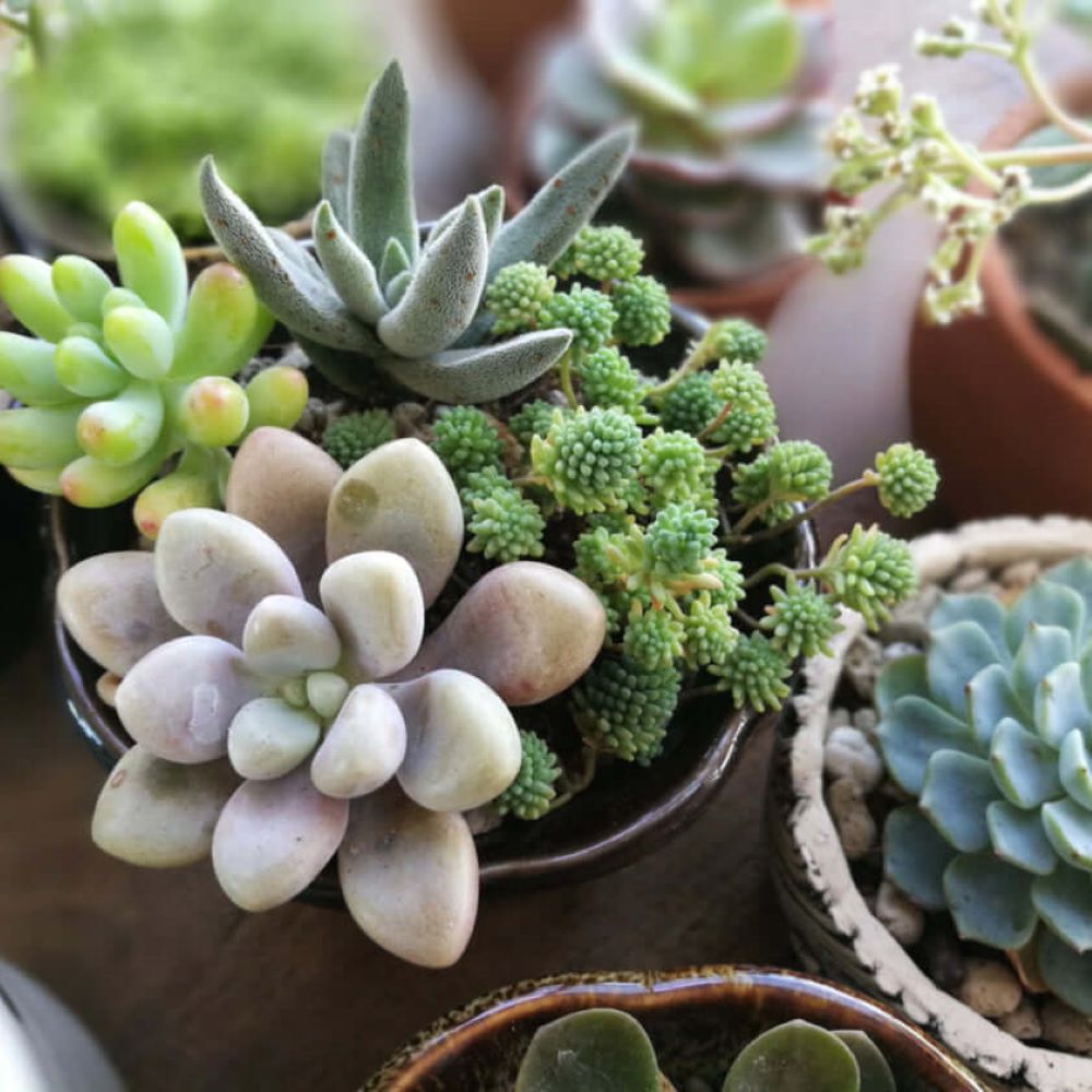 Vancouver Same Day Flower Delivery - Vancouver Flower Gifts - Plant Gifts