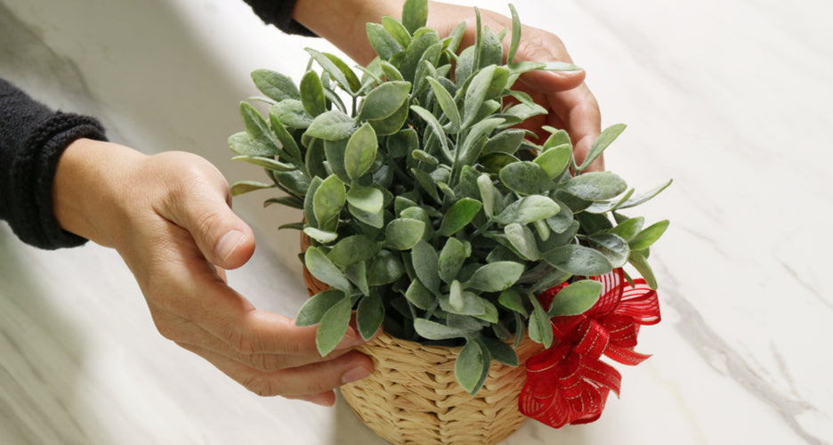 Expédition et annulation