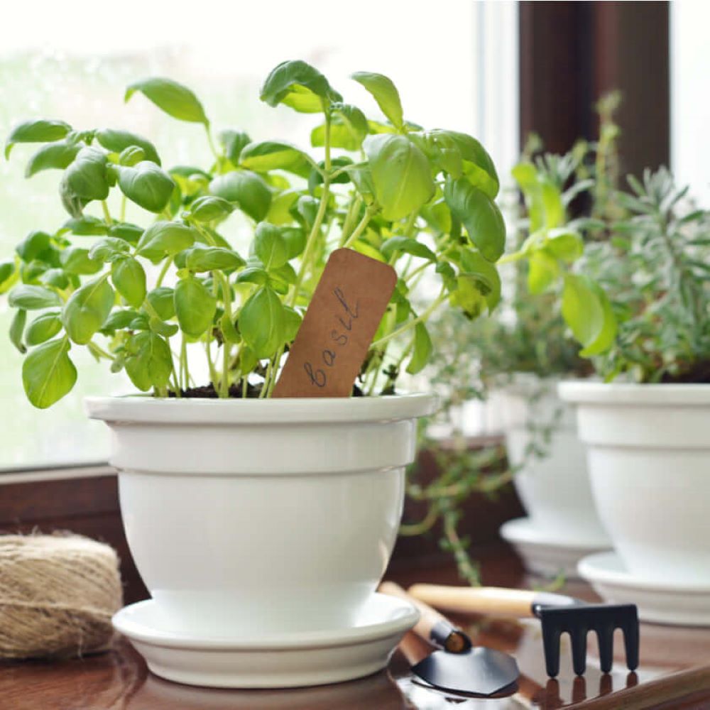 Vancouver Same Day Flower Delivery - Vancouver Flower Gifts - Plant Gifts - Herbs