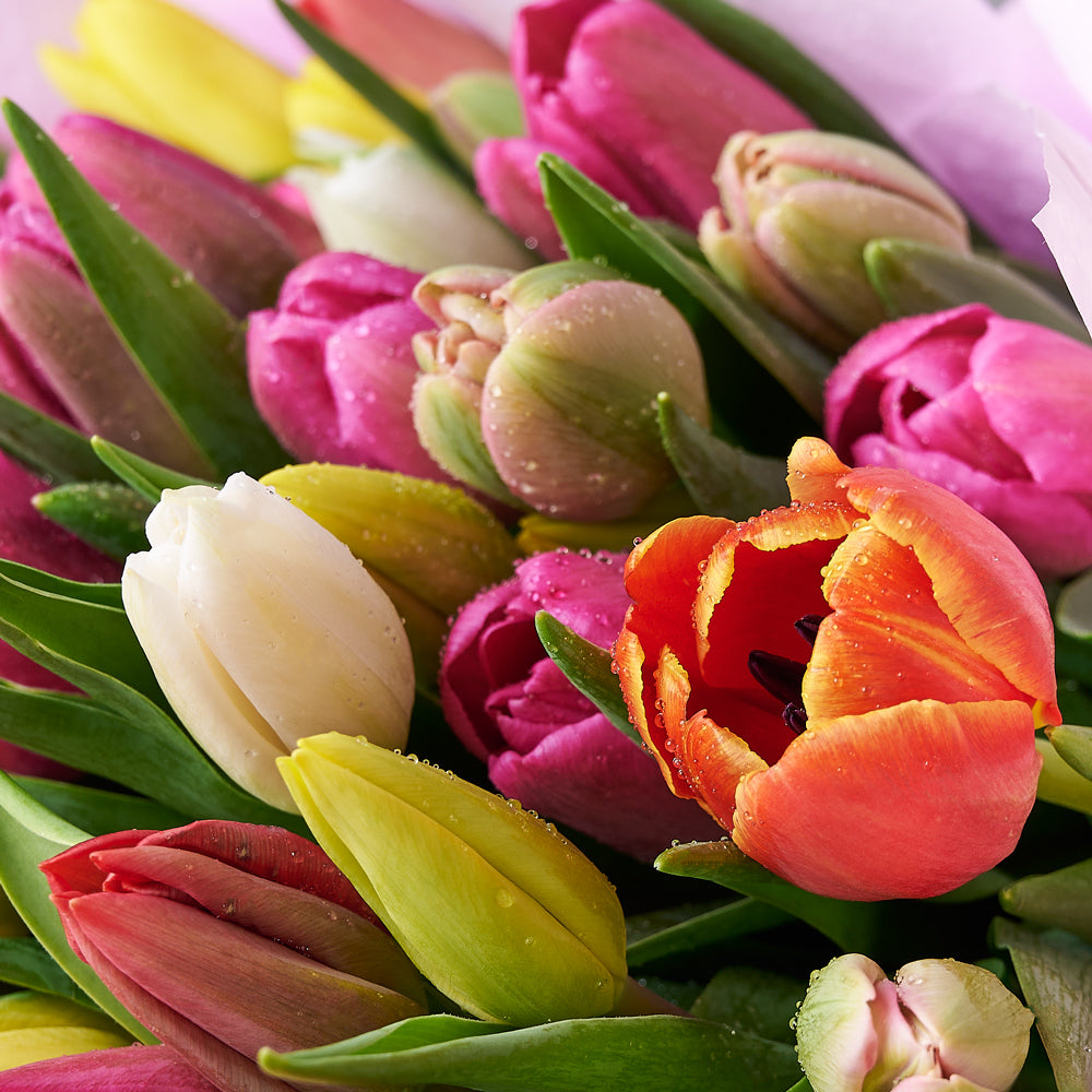 Resplendent Spring Tulip Gift Set, a sizable bouquet of tulips, elegantly wrapped and tied with ribbon, carefully placed in a flower gift box alongside two bottles of wine and a box of chocolate truffles, Floral Gifts from Vancouver Blooms - Same Day Vancouver Delivery.