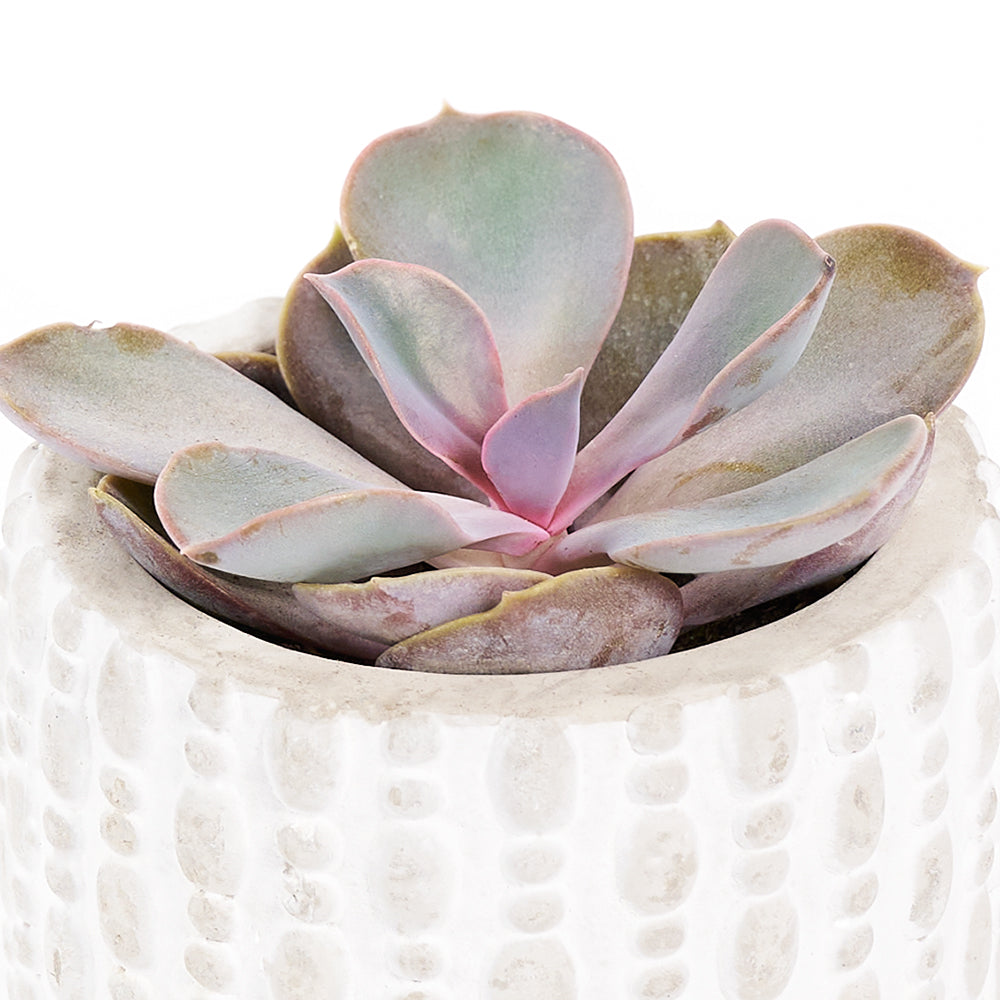 "You're Special" Plant & Wine Gift, Potted Succulent White Ceramic Planter with Lavender Candle and a Bottle of Red Wine, from Vancouver Blooms - Same Day Vancouver Delivery.