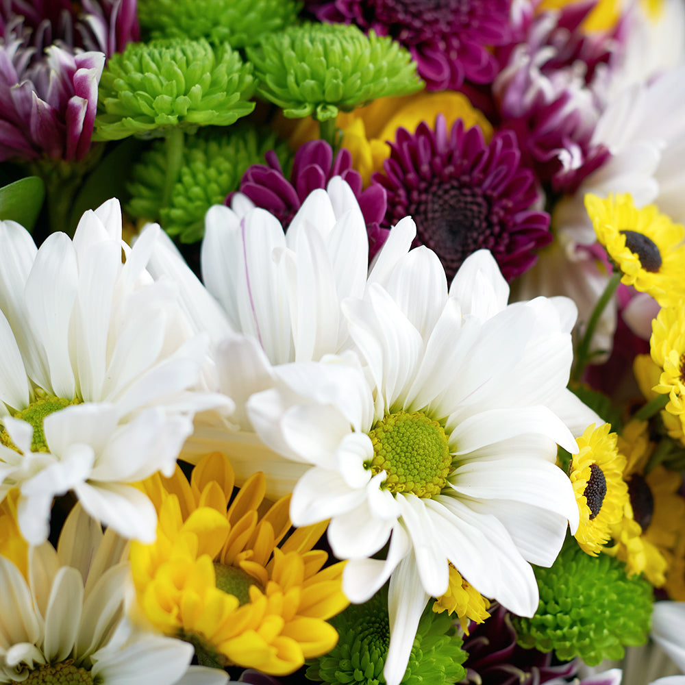 Multi-coloured mixed daisy bouquet. Same Day Vancouver Delivery.