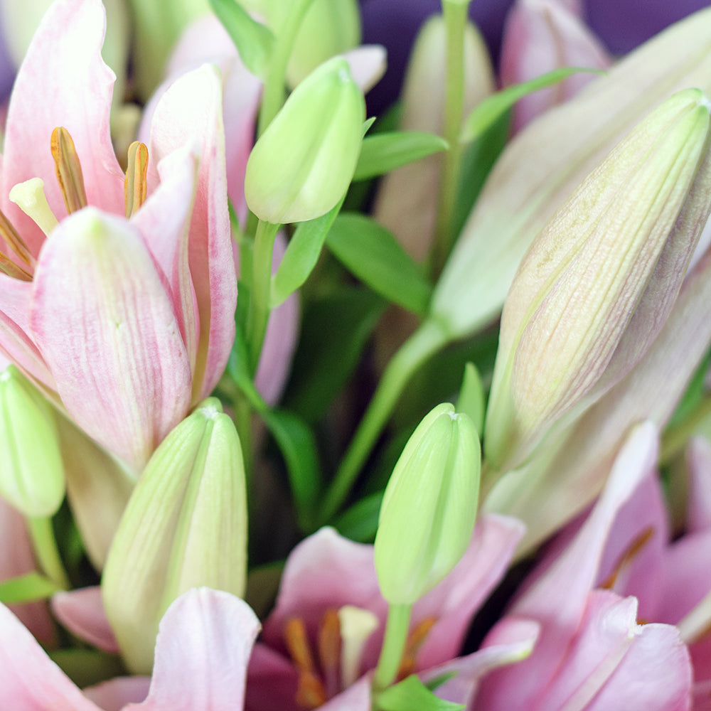 Berry Crush Lily Bouquet, Flower Gifts from Vancouver Blooms - Same Day Vancouver Delivery.