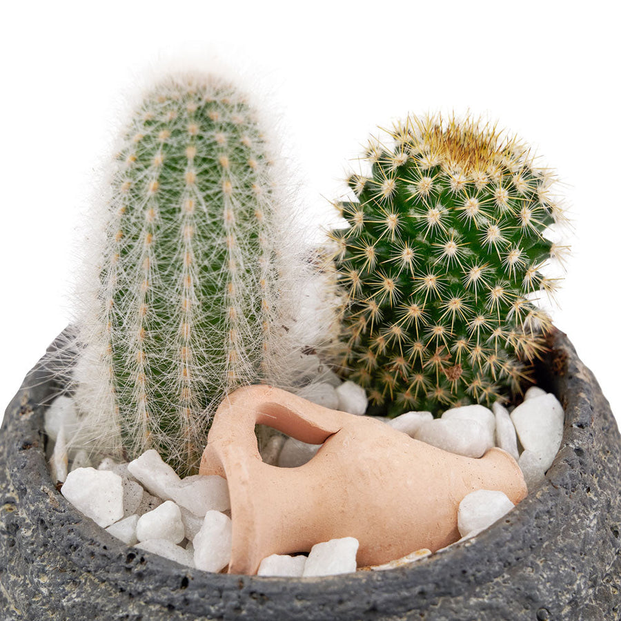 Plante de cactus verte pour toujours