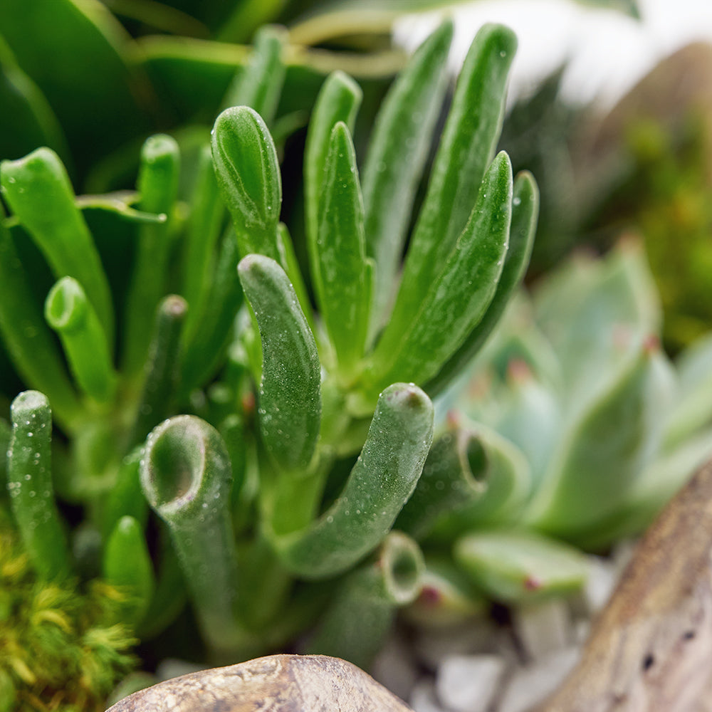 Bright Days Succulent Arrangement, Succulent Arrangement in a Planter from Vancouver Blooms - Same Day Vancouver Delivery.