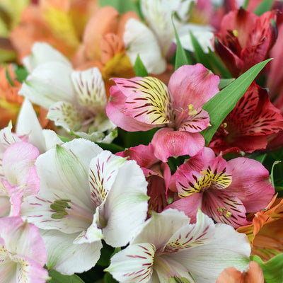 Brilliant multi-coloured lily floral box arrangement. Same Day Vancouver Delivery