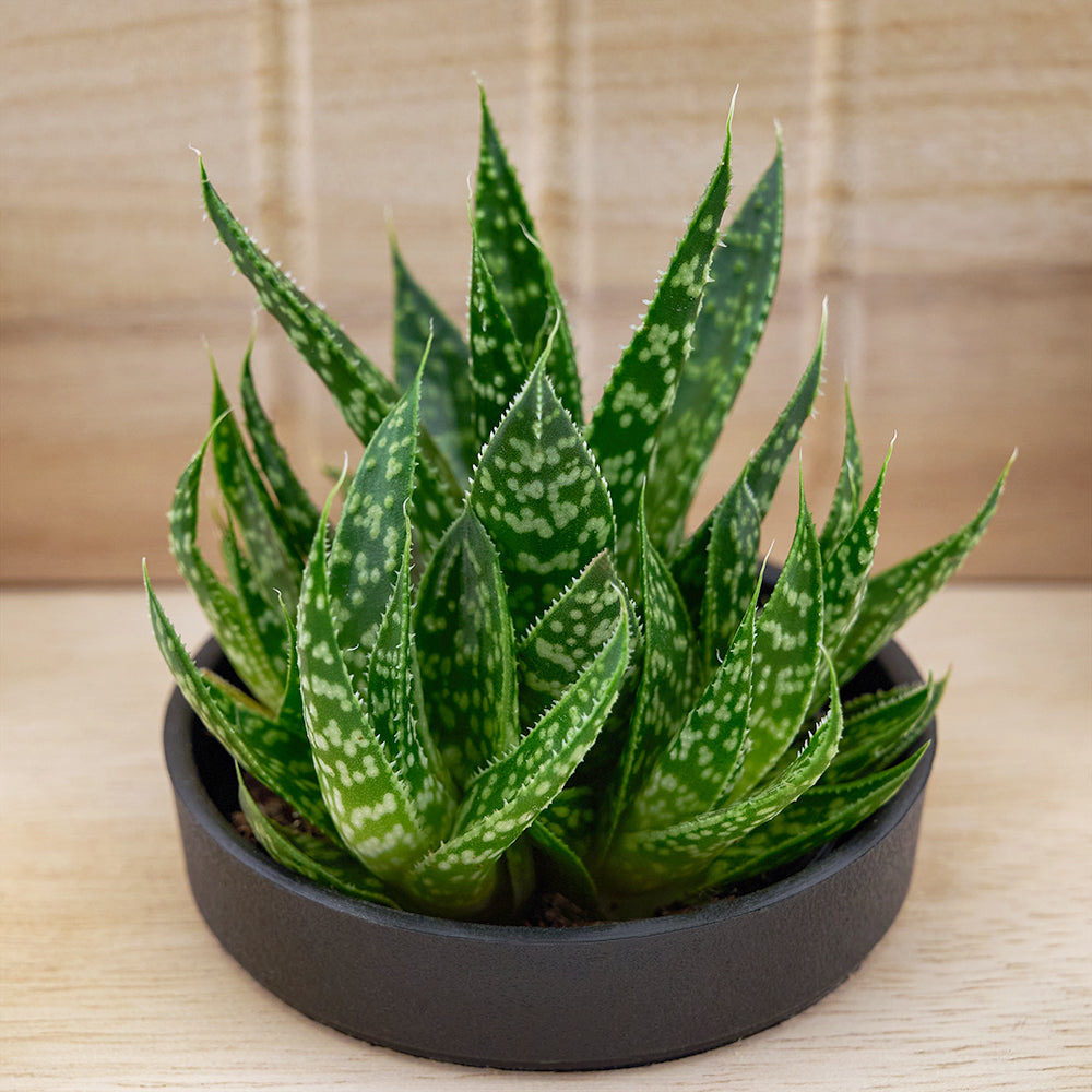 Butterfly planter chair arrangement with a potted succulent. Same Day Vancouver Delivery