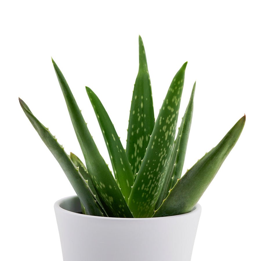 Aloe Vera potted plant. Vancouver Same Day Flower Delivery - Vancouver Flower Gifts - Plant Gifts
